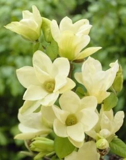 Nieuwe Producten 5 Beverboom (Magnolia 'Yellow River')