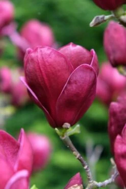 Beverboom (Magnolia 'Genie') -Kleine Bomen Verkoopwinkel magnolia genie peters garden 05 1