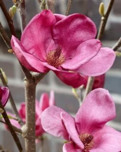 Beverboom (Magnolia 'Genie') -Kleine Bomen Verkoopwinkel magnolia genie 4