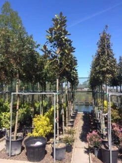 Beverboom (Magnolia Grandiflora 'Gallissoniere') -Kleine Bomen Verkoopwinkel magnolia grandiflora 10 12