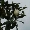 Magnolia (Magnolia Grandiflora 'Gallissoniere')