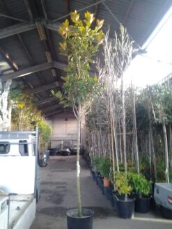 Beverboom (Magnolia Grandiflora 'Gallissoniere') -Kleine Bomen Verkoopwinkel magnolia grandiflora 1 1