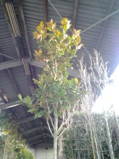 Beverboom (Magnolia Grandiflora 'Gallissoniere') -Kleine Bomen Verkoopwinkel magnolia grandiflora 2 1