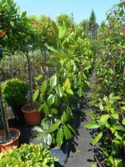 Magnolia (Magnolia Grandiflora 'Gallissoniere') 19 Magnolia (Magnolia Grandiflora 'Gallissoniere') -Kleine Bomen Verkoopwinkel magnolia grandiflora gallisoniere 100 125