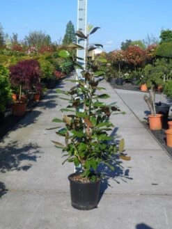 Magnolia (Magnolia Grandiflora 'Gallissoniere') 21 Magnolia (Magnolia Grandiflora 'Gallissoniere') -Kleine Bomen Verkoopwinkel magnolia grandiflora gallisoniere 125 150 c25