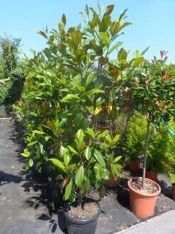 Magnolia (Magnolia Grandiflora 'Gallissoniere') 22 Magnolia (Magnolia Grandiflora 'Gallissoniere') -Kleine Bomen Verkoopwinkel magnolia grandiflora gallisoniere 150 175 200 cont