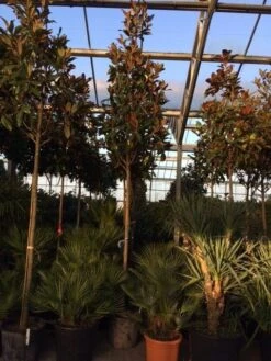 Beverboom (Magnolia Grandiflora 'Gallissoniere') -Kleine Bomen Verkoopwinkel magnolia grandiflora gallisoniere 16 18ho cont