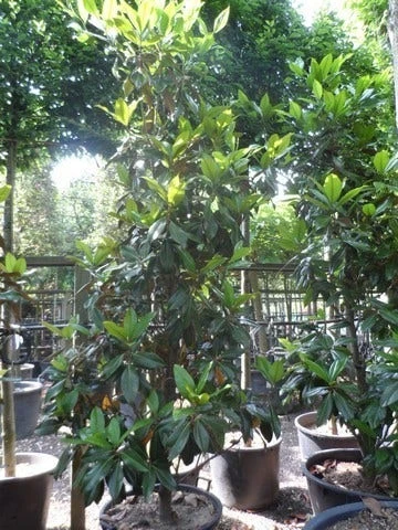 Magnolia (Magnolia Grandiflora 'Gallissoniere') 10 Magnolia (Magnolia Grandiflora 'Gallissoniere') - Afbeelding 10