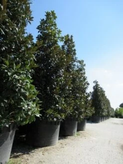 Magnolia (Magnolia Grandiflora 'Gallissoniere') 27 Magnolia (Magnolia Grandiflora 'Gallissoniere') -Kleine Bomen Verkoopwinkel magnolia grandiflora gallisoniere 2