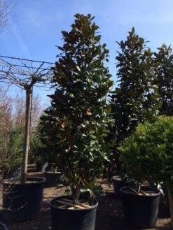 Magnolia (Magnolia Grandiflora 'Gallissoniere') 26 Magnolia (Magnolia Grandiflora 'Gallissoniere') -Kleine Bomen Verkoopwinkel magnolia grandiflora gallisoniere 350 400 450
