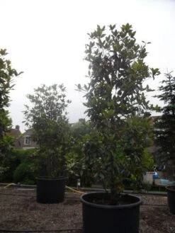 Magnolia (Magnolia Grandiflora 'Gallissoniere') 24 Magnolia (Magnolia Grandiflora 'Gallissoniere') -Kleine Bomen Verkoopwinkel magnolia grandiflora gallisoniere 350 400 450 c1000