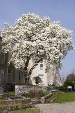 Beverboom (Magnolia Kobus) -Kleine Bomen Verkoopwinkel magnolia kobus01