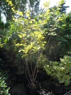 Beverboom (Magnolia Sieboldii) -Kleine Bomen Verkoopwinkel magnolia sieboldii 175 200 c25