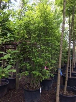 Beverboom (Magnolia Soulangeana) -Kleine Bomen Verkoopwinkel magnolia soulangeana 300cm c130 1