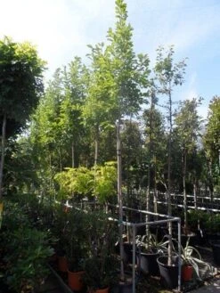 Beverboom (Magnolia Soulangeana Als Boom) -Kleine Bomen Verkoopwinkel magnolia soulangeana 8 10 12ho cont 1