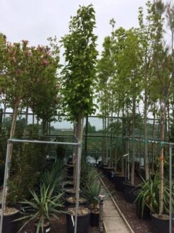 Beverboom (Magnolia Soulangeana Als Boom) -Kleine Bomen Verkoopwinkel magnolia soulangeana boom 10 12cm 1