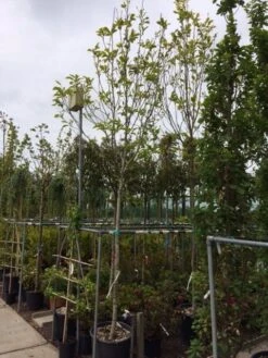 Beverboom (Magnolia Soulangeana Als Boom) -Kleine Bomen Verkoopwinkel magnolia soulangeana boom 14 16cm