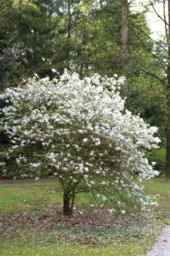 Nieuwe Producten -Kleine Bomen Verkoopwinkel magnolia stellata 3 1