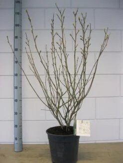 Stermagnolia (Magnolia Stellata) -Kleine Bomen Verkoopwinkel magnolia stellata c7 november 1