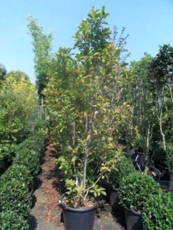 Beverboom, Struik (Magnolia Susan) -Kleine Bomen Verkoopwinkel magnolia susan 175 200 c50