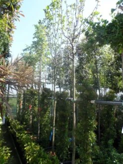 Beverboom (Magnolia 'Yellow River') -Kleine Bomen Verkoopwinkel magnolia yellow river 10 12 14ho cont 1