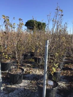 Beverboom (Magnolia 'Genie') -Kleine Bomen Verkoopwinkel magnoliagenie02 1