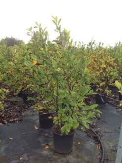 Beverboom (Magnolia Loebneri 'Leonard Messel') -Kleine Bomen Verkoopwinkel magnolialeonardmessel02