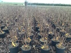 Beverboom (Magnolia Loebneri 'Leonard Messel') -Kleine Bomen Verkoopwinkel magnolialeonardmessel03