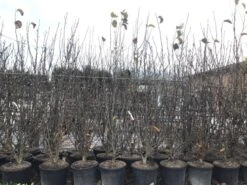 Beverboom, Struik (Magnolia Susan) -Kleine Bomen Verkoopwinkel magnoliasusanwinter