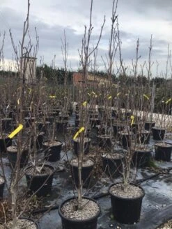 Beverboom (Magnolia Brooklynensis 'Yellow Bird') -Kleine Bomen Verkoopwinkel magnoliayellowbird02 1