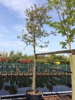 Sierappel (Malus 'Evereste') 8 Sierappel (Malus 'Evereste') -Kleine Bomen Verkoopwinkel malus evereste 2025cm