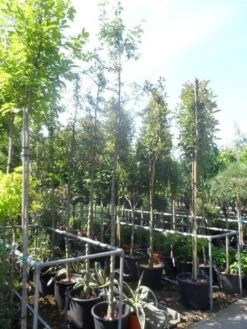 Sierappel (Malus 'Golden Hornet') -Kleine Bomen Verkoopwinkel malus golden hornet 10 12ho cont