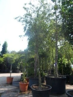 Sierappel (Malus 'Red Sentinel') 11 Sierappel (Malus 'Red Sentinel') -Kleine Bomen Verkoopwinkel malus red sentinel 25 30ho c500