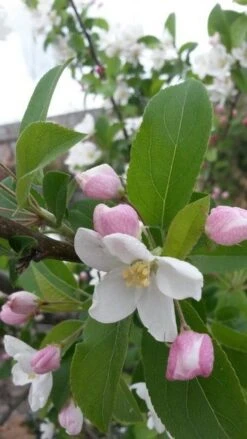 Sierappel (Malus 'Red Sentinel') 10 Sierappel (Malus 'Red Sentinel') -Kleine Bomen Verkoopwinkel malus red sentinel 2