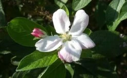 Appelboom (Malus Domestica 'Elstar') -Kleine Bomen Verkoopwinkel maluselstarbloesem01 2