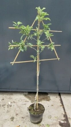 Lei-Appel (Malus Domestica 'Summerred') -Kleine Bomen Verkoopwinkel malusleivorm2 1