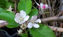 Lei-Appel (Malus Domestica 'Summerred') -Kleine Bomen Verkoopwinkel malussummerredbloesem01 1