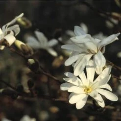 Nieuwe Producten 9 Stermagnolia (Magnolia Stellata)