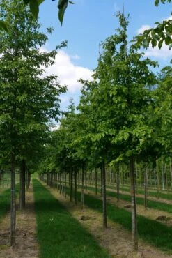 Grote Parrotia (Parrotia Persica) 11 Grote Parrotia (Parrotia Persica) -Kleine Bomen Verkoopwinkel parrotia persica s 18 20