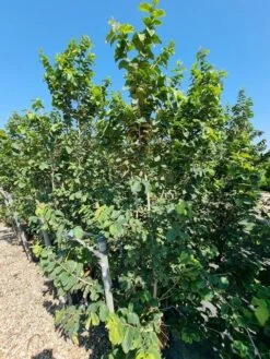 Perzisch IJzerhout Als Struik (Parrotia Persica) -Kleine Bomen Verkoopwinkel parrotia persica 1