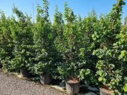 Perzisch IJzerhout Als Struik (Parrotia Persica) -Kleine Bomen Verkoopwinkel parrotia persica 200250 cm 1