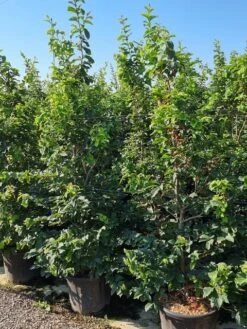 Kleine Bomen Verkoopwinkel -Kleine Bomen Verkoopwinkel parrotia persica 200250 cm 2