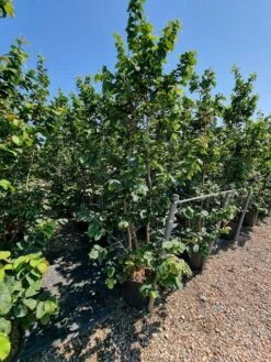 Perzisch IJzerhout Als Struik (Parrotia Persica) -Kleine Bomen Verkoopwinkel parrotia persica 2