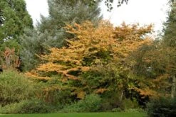 Kleine Bomen Verkoopwinkel 25 Perzisch IJzerhout Als Struik (Parrotia Persica)