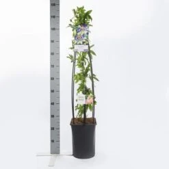 Passiebloem (Passiflora Caerulea) -Kleine Bomen Verkoopwinkel passiflora caerulea1.00 1.25