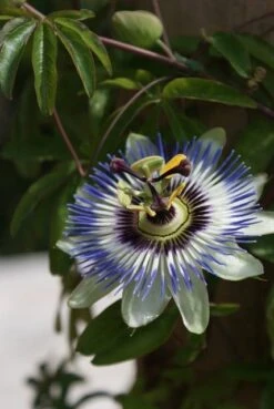 Passiebloem (Passiflora Caerulea) -Kleine Bomen Verkoopwinkel passiflora caerulea 16