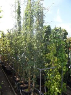 Passiebloem (Passiflora Caerulea) -Kleine Bomen Verkoopwinkel passiflora caerulea 300 400 c25