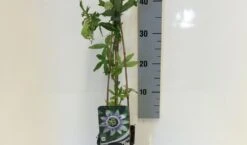 Passiebloem (Passiflora Caerulea) -Kleine Bomen Verkoopwinkel passiflora caerulea 50 60 c2 1