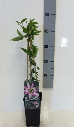Passiebloem (Passiflora 'Victoria') -Kleine Bomen Verkoopwinkel passiflora victoria 50 60 c2