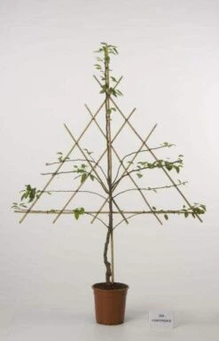 Lei-Peer (Pyrus Communis 'Bonne Louise D'Avranches') -Kleine Bomen Verkoopwinkel peer leirek 2 1